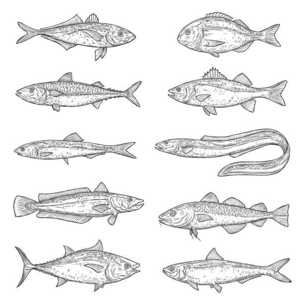 ilustraciones, imágenes clip art, dibujos animados e iconos de stock de salmón, atún, caballa, carpa, bocetos de bacalao - merluza