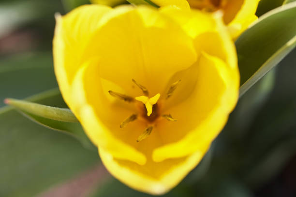 istock Bud of yellow tulip close-up 1216937537