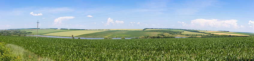 Panoramic shot of a field with corn. Farm activities. Growing farm products.