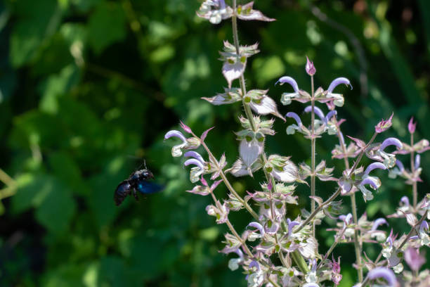 istock A black wasp collects nectar from flowering plants. Wasp filmed in flight. 1216939292