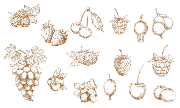 illustrations, cliparts, dessins animés et icônes de baies et fruits esquisses vectorielles isolées - grape bunch fruit stem