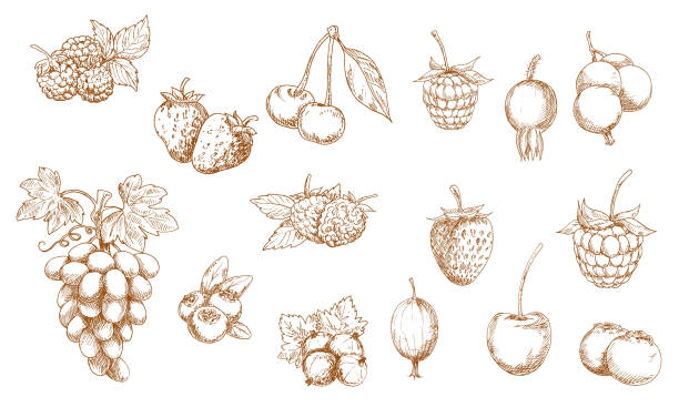 열매와 과일 고립 벡터 스케치 - gooseberry bush fruit food stock illustrations