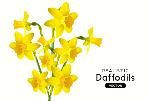 illustrations, cliparts, dessins animés et icônes de fleurs réalistes de jonquille de vecteur - daffodil