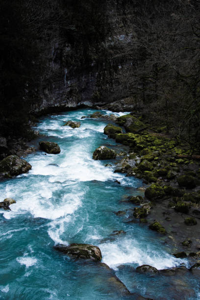 istock Beautiful river in the old forest. 1216941960