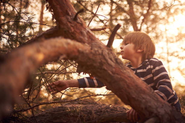 istock happy boy sitting high up in a pine tree at sunset 1216942481