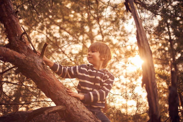 istock happy boy sitting high up in a pine tree at sunset 1216942510