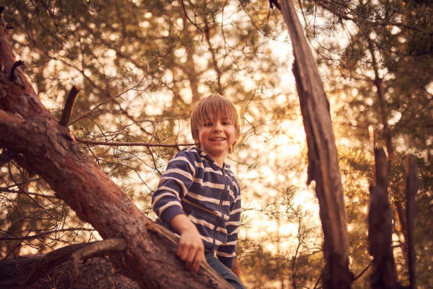 istock happy boy sitting high up in a pine tree at sunset 1216942524