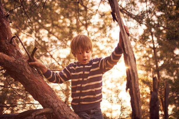 istock happy boy sitting high up in a pine tree at sunset 1216943082