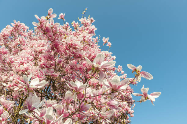 istock Magnolia tree in spring in a garden 1216943183