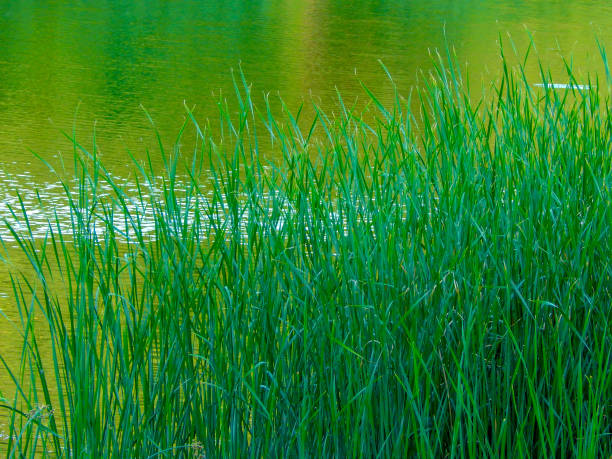 reeds by the river, in hot summer, horizontal photo reeds by the river, in hot summer, horizontal photo, The Allure of Bentgrass: stock pictures, royalty-free photos & images