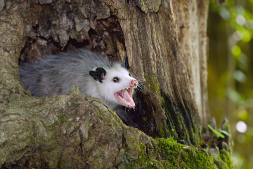 An Opossum in a tree. 