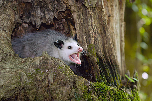 Opossum in a tree An Opossum in a tree.  opossum stock pictures, royalty-free photos & images