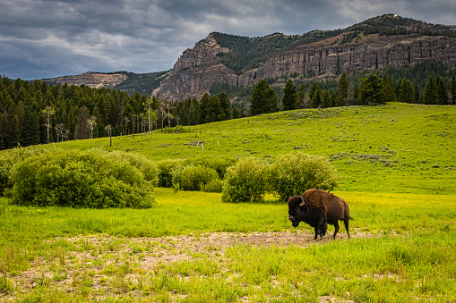 A solitary bison grazes in summer grassland at Yellowstone National Park in Wyoming.