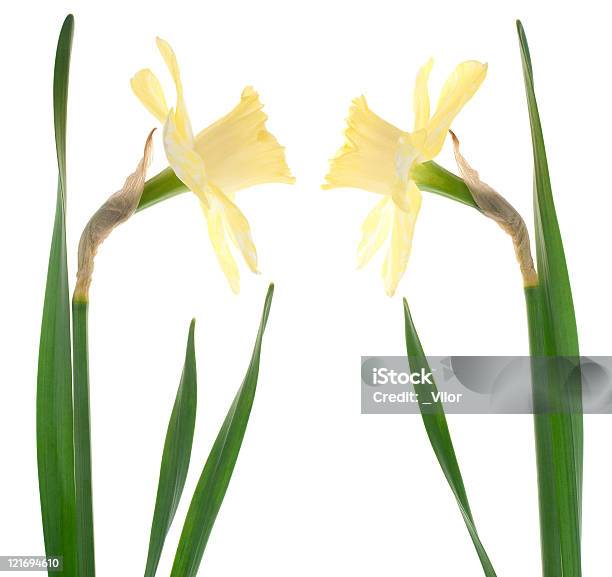 Narciso Foto de stock y más banco de imágenes de Amarillo - Color - Amarillo - Color, Beige, Cabeza de flor