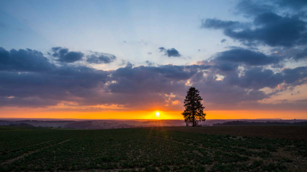 germany, black forest nature landscape view and single tree on a field with moving clouds at sunset - forest black forest sky night imagens e fotografias de stock