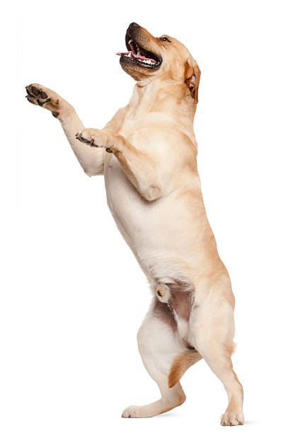 istock Labrador Retriever standing on hind legs, white background. 121694658