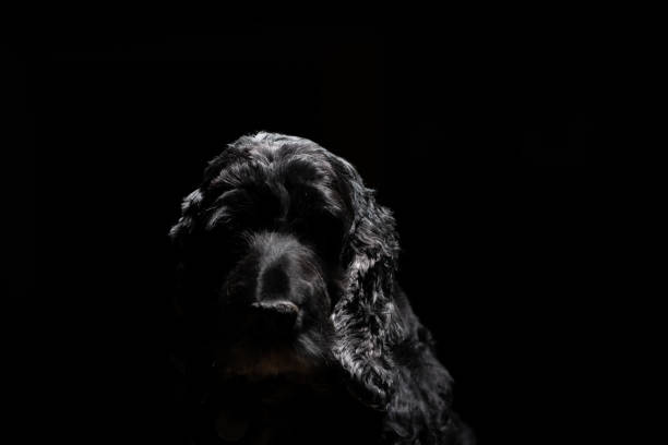 A full-length shot of a female cocker spaniel lying down in the garden of a gun-dog kennels in North East England. She is looking away from the camera and in the background is a hedge and lawn, out of focus.\n\nVideos similar to this scenario available.