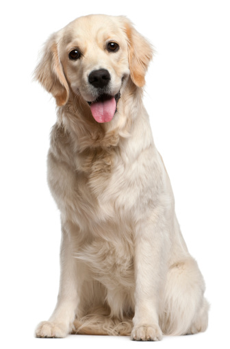 Golden Retriever, ten months old, sitting in front of white background.