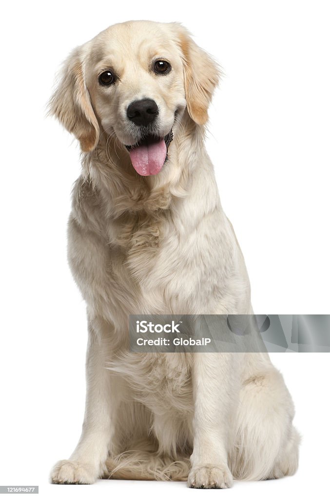 Light golden retriever on white background Golden Retriever, ten months old, sitting in front of white background. Dog Stock Photo