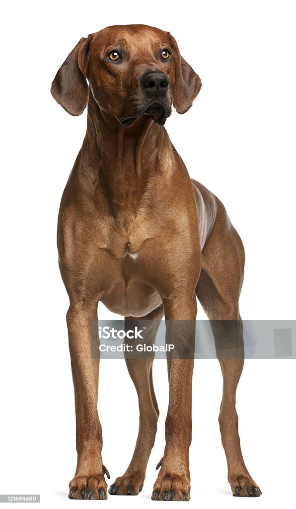 Rhodesian Ridgeback, two years old, standing, white background.  Rhodesian Ridgeback Stock Photo