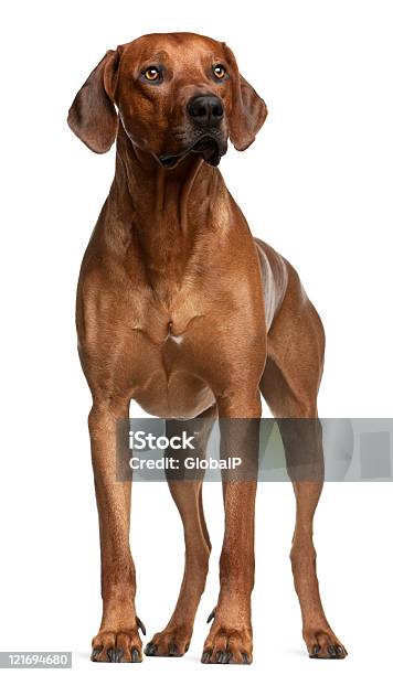 Rhodesian Ridgeback Two Years Old Standing White Background Stock Photo - Download Image Now