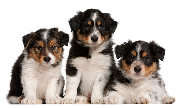istock Border Collie puppies, six weeks old, white background. 121694681
