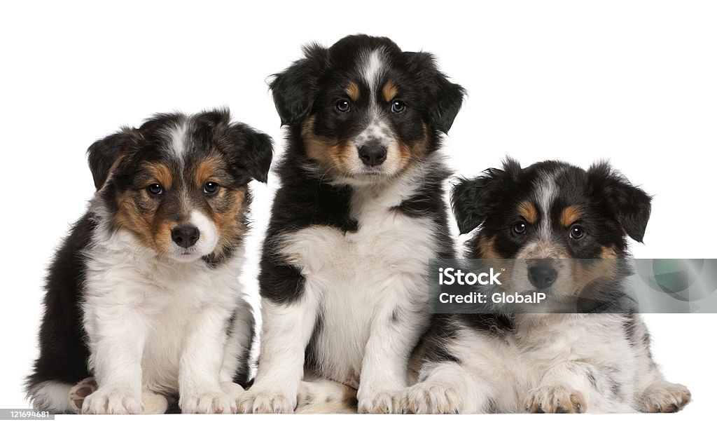 Collie Border puppies, seis semanas, com fundo branco. - Foto de stock de Collie Border royalty-free
