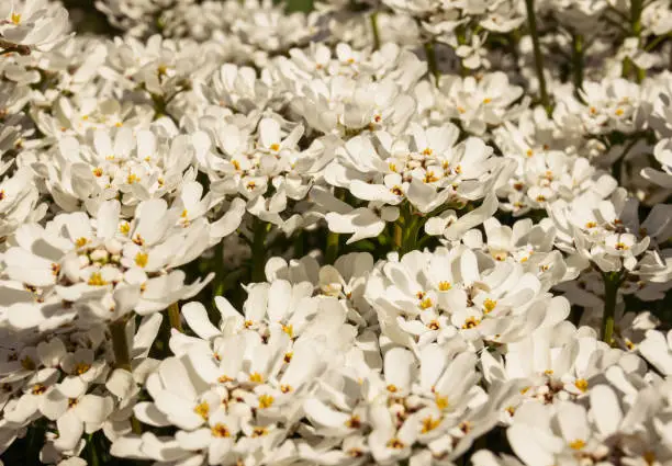 Dense cluster of white spring blossom on a bush in a selective focus view symbolic of the season