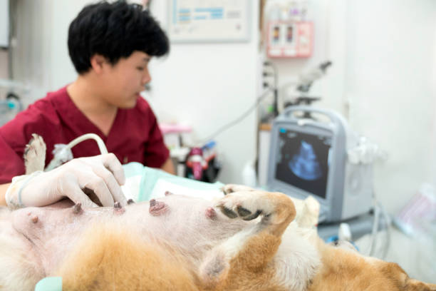 el abdomen de un perro shiba inu, que fue examinado por una ecografía. - doctor dog portrait animal hospital fotografías e imágenes de stock