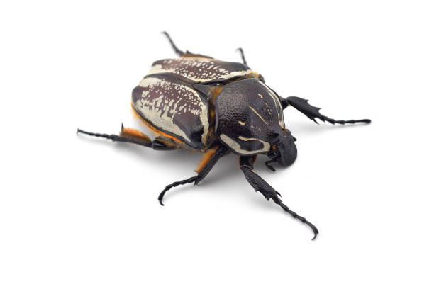 istock The African Goliath Beetles isolated on white background 1216947648