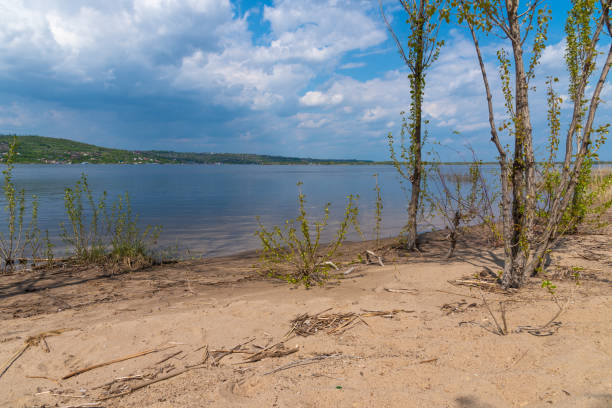 istock Empty sandy beach. Empty bay shore with trees and bushes on a sunny day without people. 1216947700