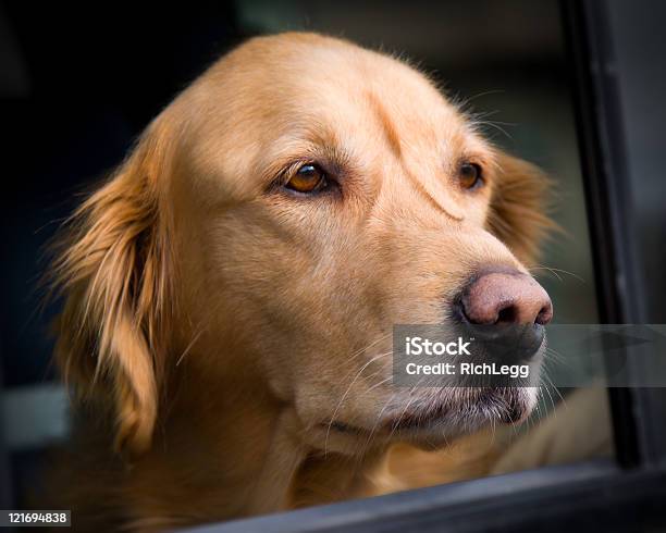 Golden Retriever Stock Photo - Download Image Now - Canine - Animal, Car, Color Image