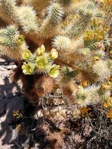 красивый цветущий кактус эхиноцереус в пустыне, америка - cactus hedgehog cactus close up macro стоковые фото и изображения