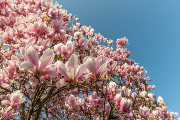 istock Magnolia tree in spring in a garden 1216949835