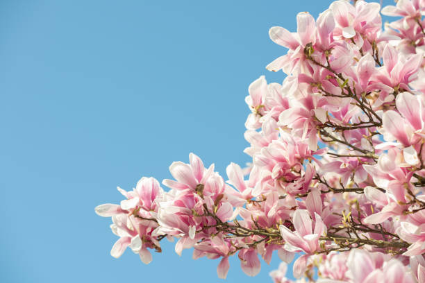 istock Magnolia tree in spring in a garden 1216950519