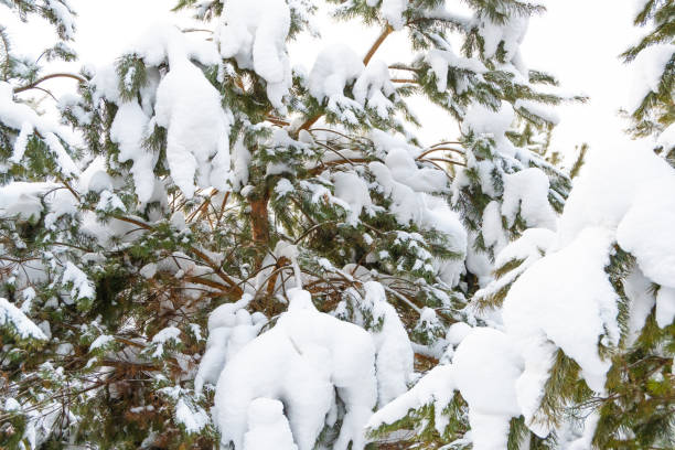 istock Fluffy snow on pine branches. Winter in spruce forest. 1216950536