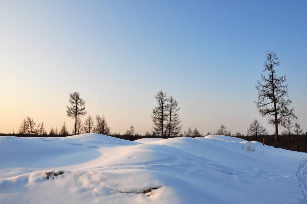 wintertag. nackte bäume und kiefern mit weißem schnee bedeckt auf dort äste bedeckt. wandern auf der natur. reisen sie nach norden. frostige landschaft - naked tree stock-fotos und bilder