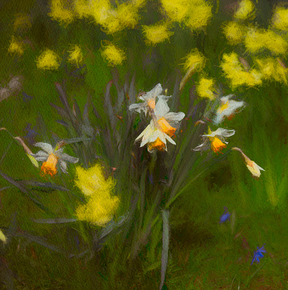 Selective focus of daffodils on a bright spring day. Heavily post processed to create a dreamy painterly effect.