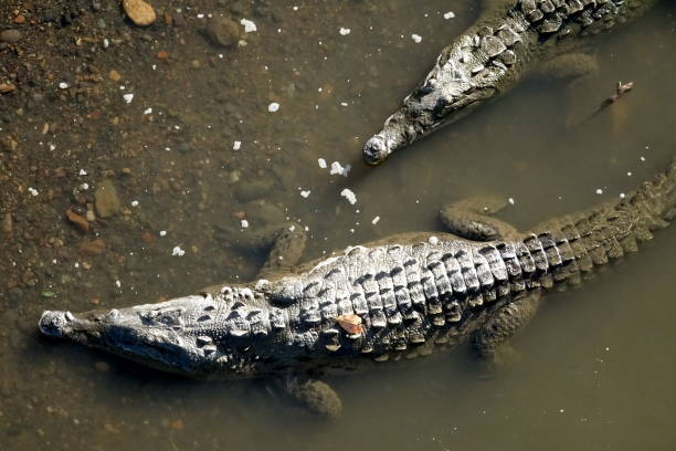 istock Alligator in water, Crocodile Bridge, Costa Rica 1216951998