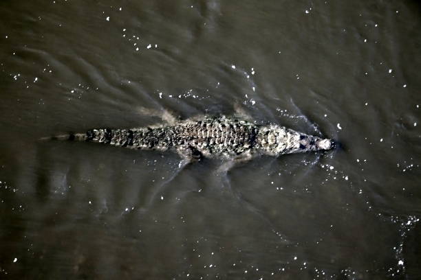 Alligator in water, Crocodile Bridge, Costa Rica