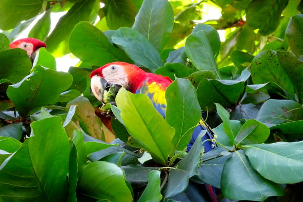 istock Wild colorful ara on a tree in costa rica 1216952460