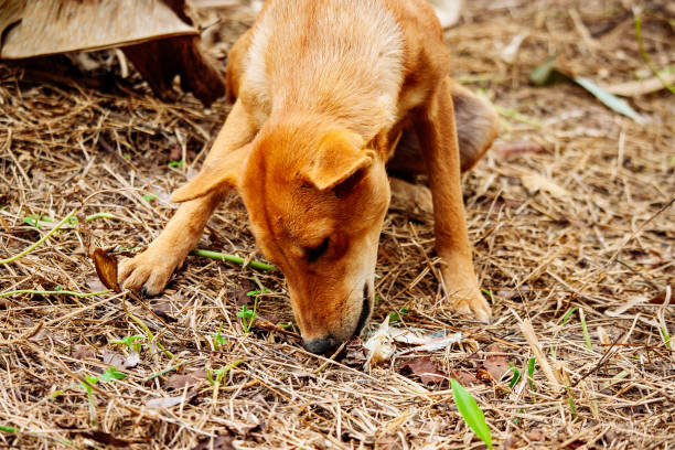 istock poor hungry homeless dog 1216952506