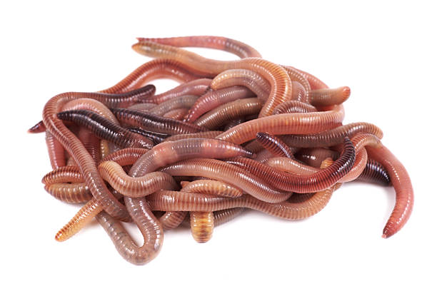angeln-köder, rote wurm dendrobena - fishing worm stock-fotos und bilder