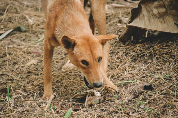 istock poor hungry homeless dog 1216952867