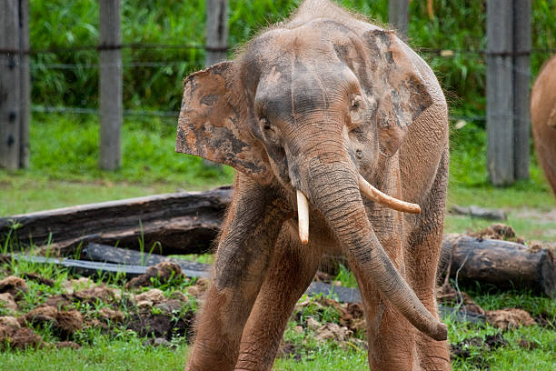 Pygmy Elephant in rain stock photo