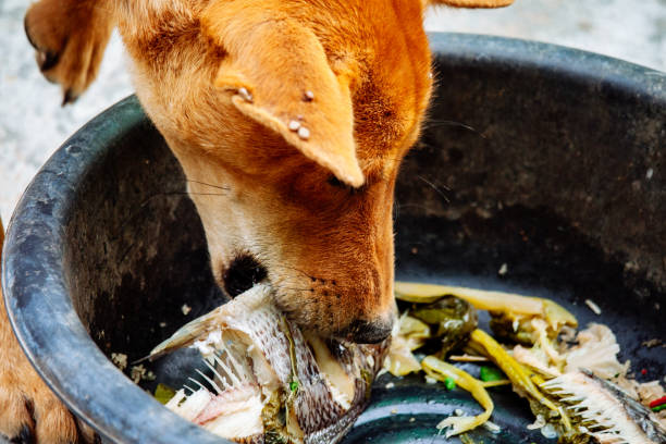 istock poor hungry homeless dog 1216953453