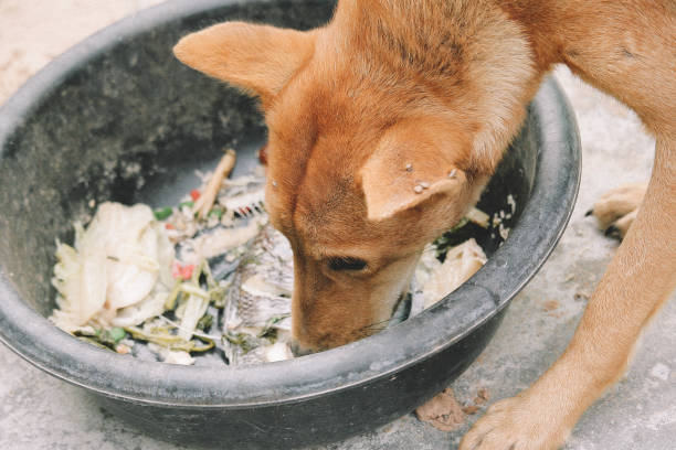 istock poor hungry homeless dog 1216953490
