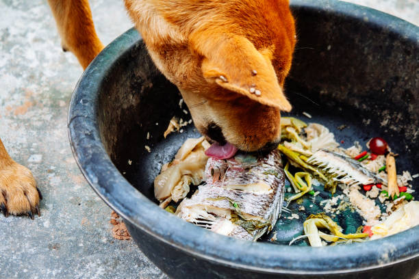 istock poor hungry homeless dog 1216953500