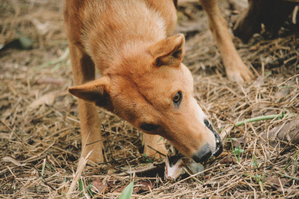istock poor hungry homeless dog 1216953504