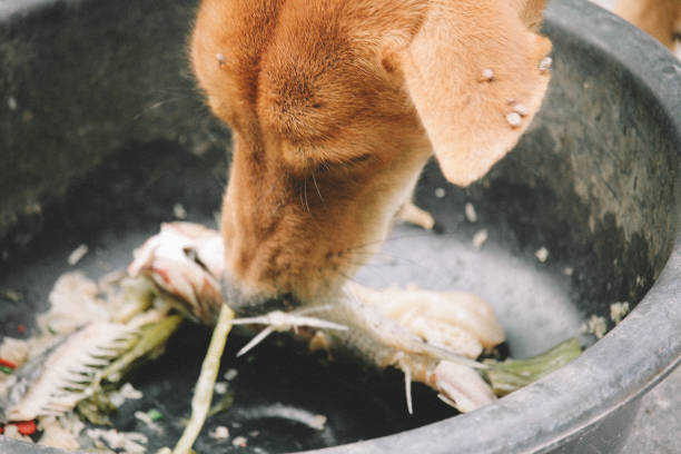 istock poor hungry homeless dog 1216953518